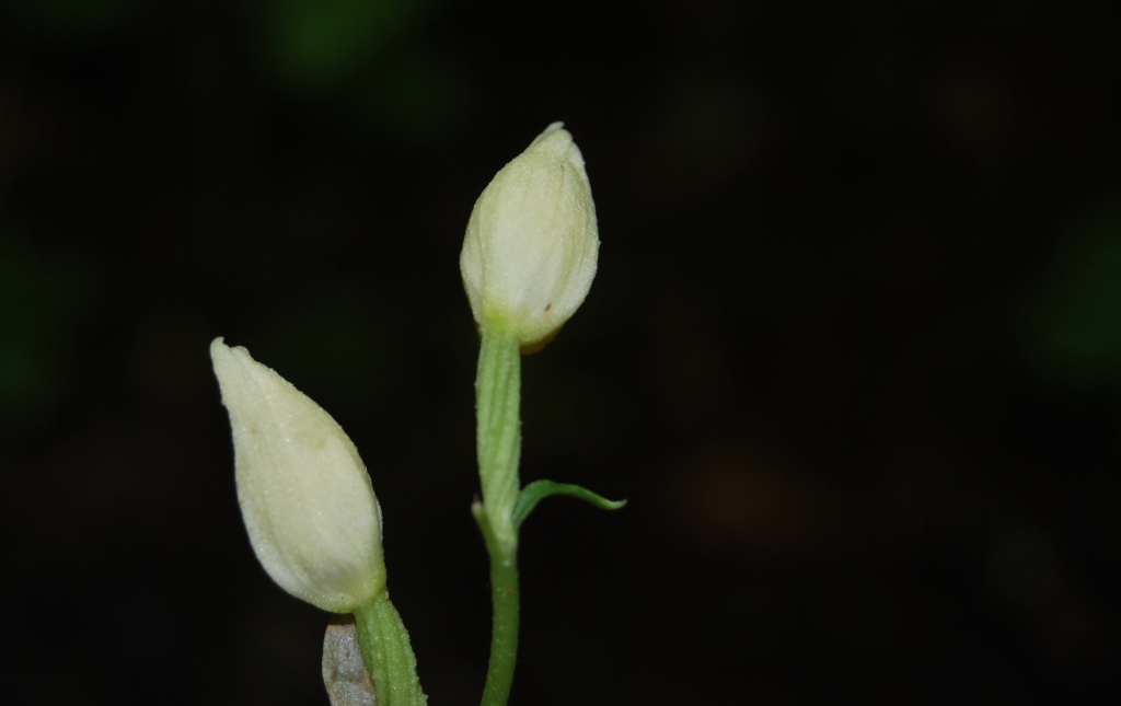 Cephalanthera damasonium